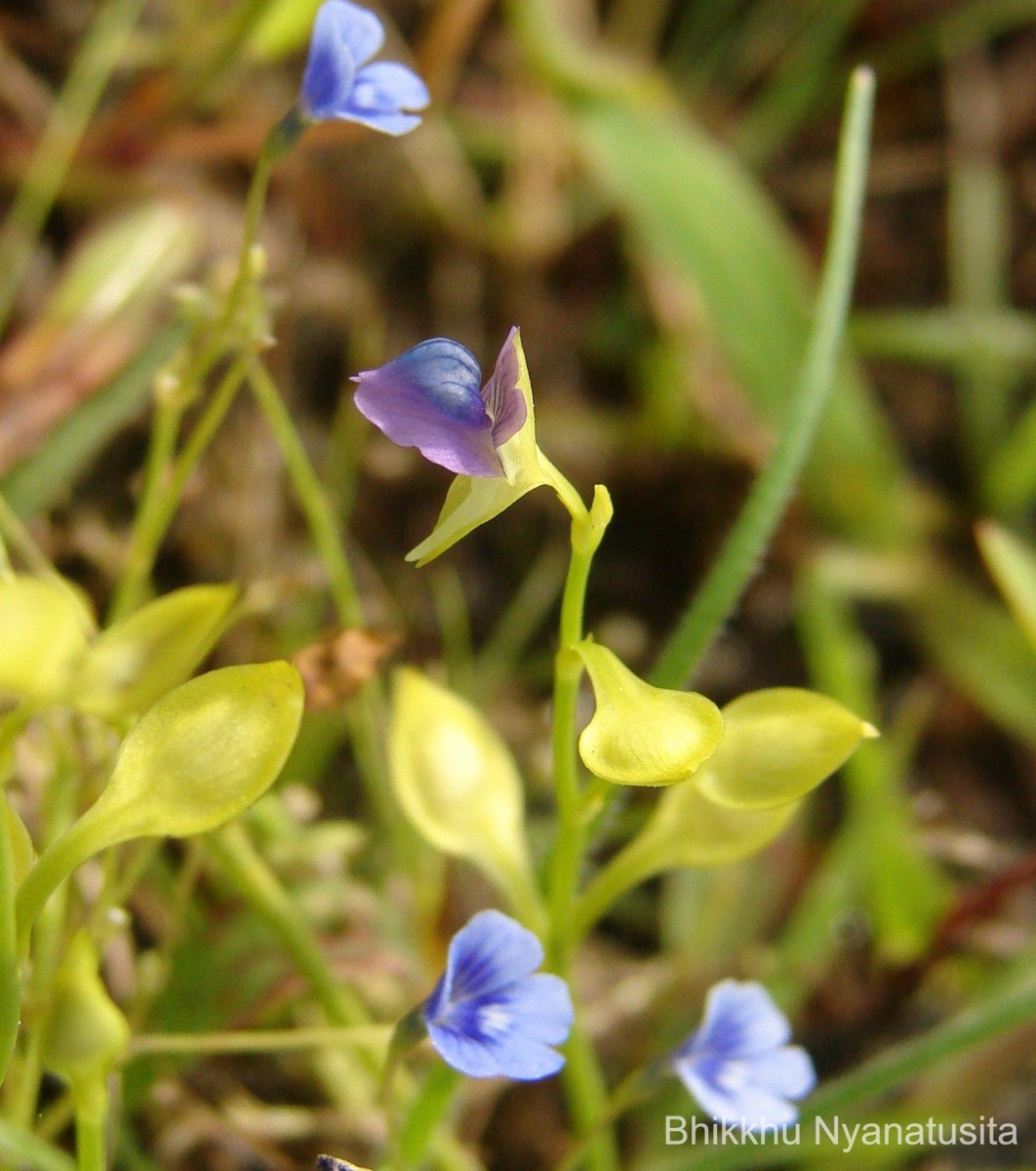 Utricularia polygaloides Edgew.